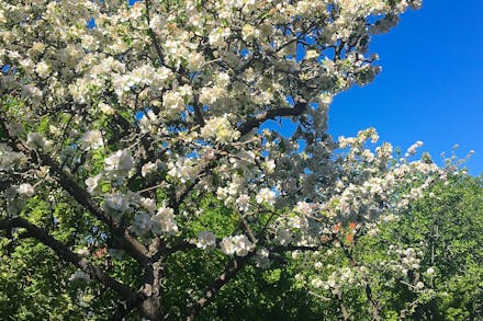 Päronträd i full blom!